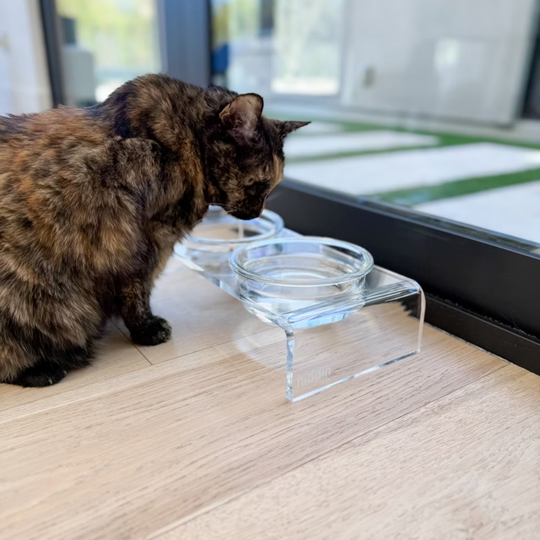 Small Glass Bowl Feeder