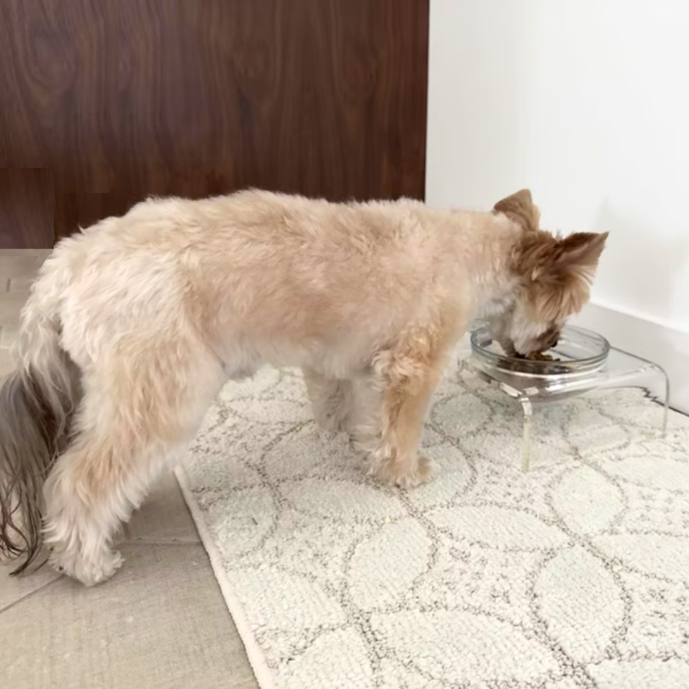 Small Glass Bowl Feeder