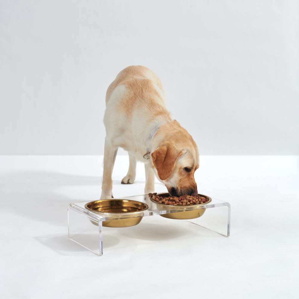 Small Clear Double Pet Bowl Feeder with Gold Bowls | Options