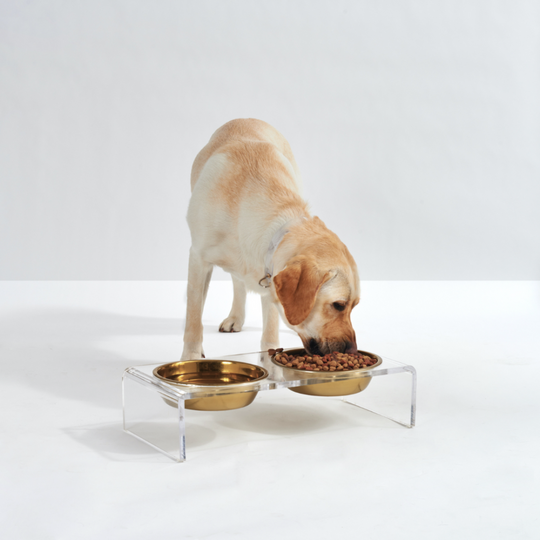 Small Clear Double Pet Bowl Feeder with Gold Bowls | Options