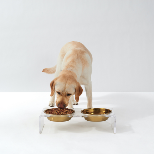 Small Clear Double Pet Bowl Feeder with Gold Bowls | Options