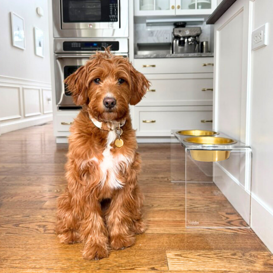 Tall Gold Double Feeder