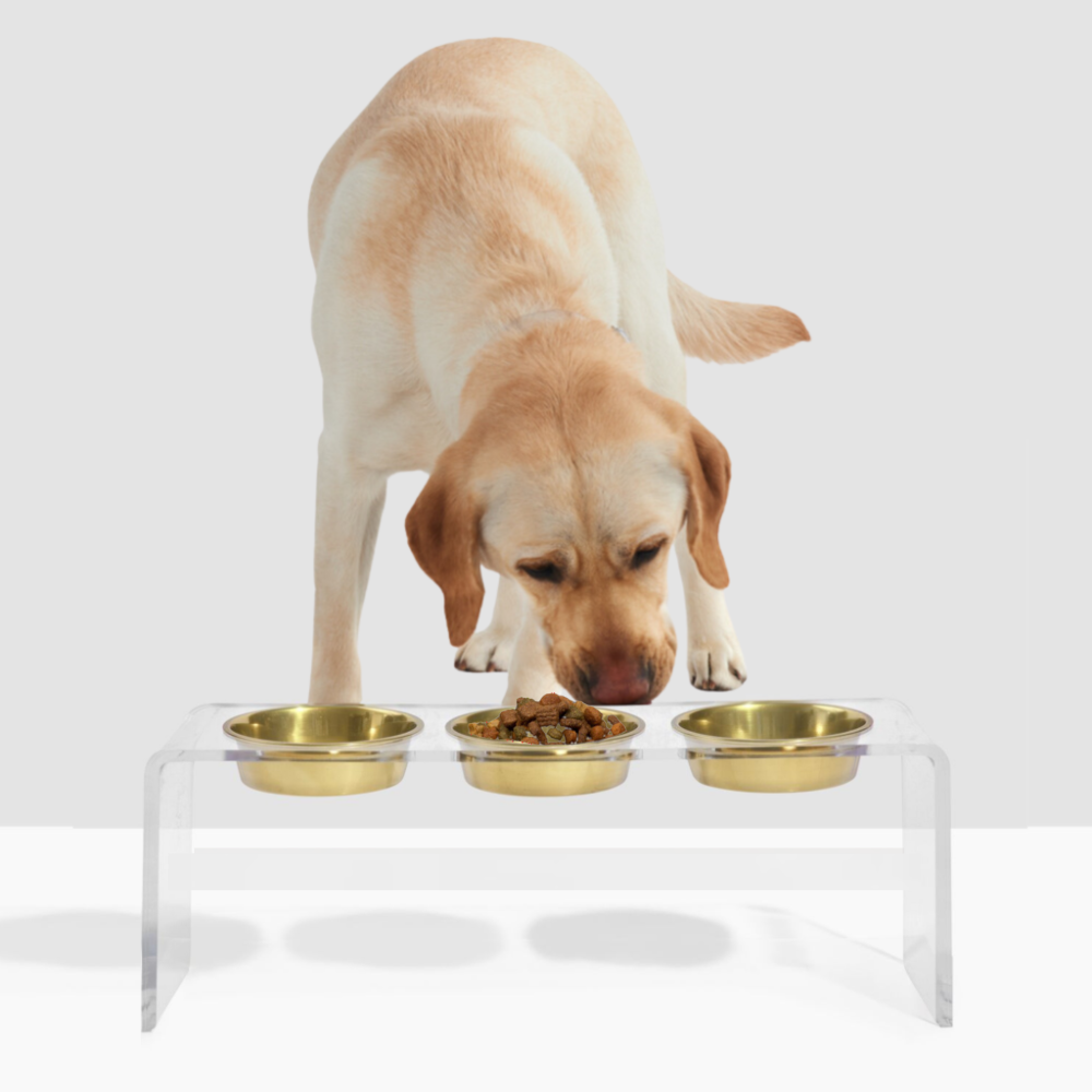 Tall Clear Triple Dog Bowl Feeder with Gold Bowls