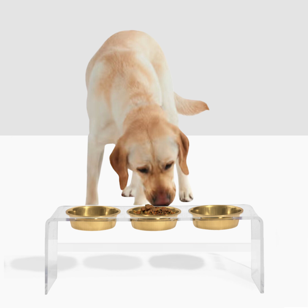 Dog food dish best sale