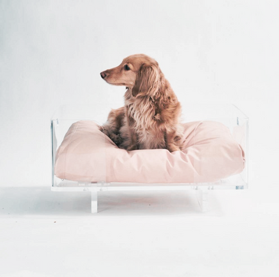 Dog Sitting on Large Rectangle Dog Bed