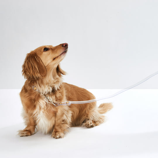 Clear Dog Leash & Collar Set | Options