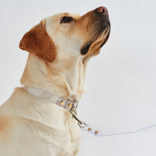 Dog with a clear leash and collar on