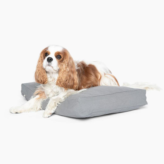 Dog Sitting on Grey Color Pet Cushion