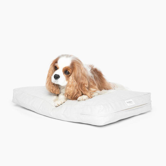 Dog Sitting on Linen Color Pet Cushion