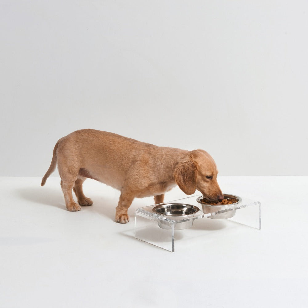 Dog eating out of acrylic pet feeder with silver bowls