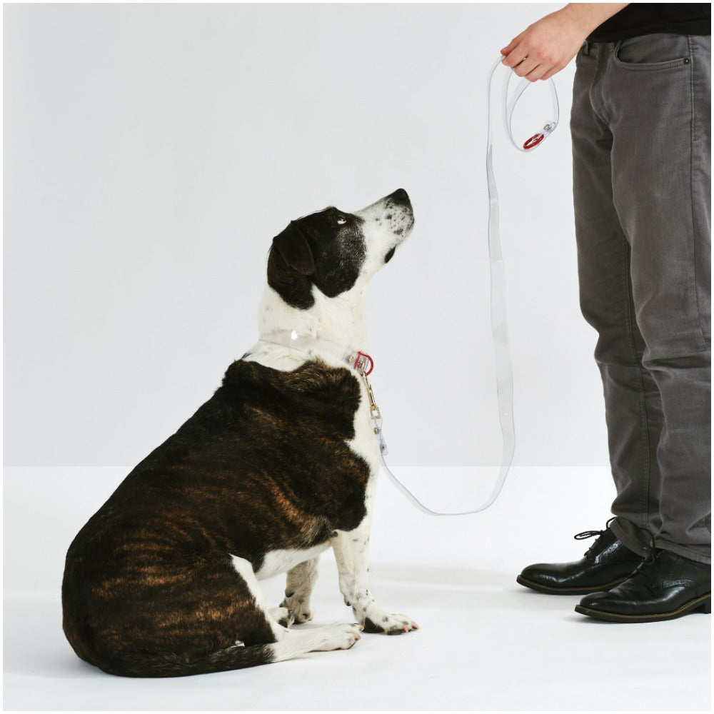 Clear Dog Leash with Metal Accents | Options